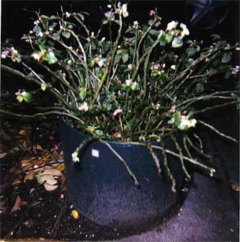 NachtBegonia